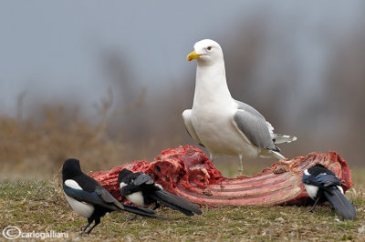 Gabbiano pontico (Larus cachinnans)