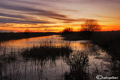 Danube delta