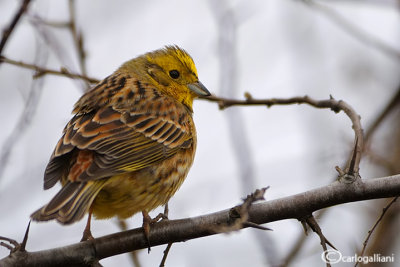 Zigolo giallo-Yellowhammer (Emberiza citrinella)