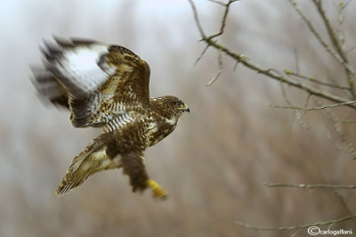 Poiana-Common Buzzard (Buteo buteo)