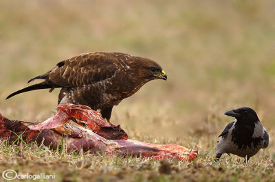 Poiana-Common Buzzard (Buteo buteo)