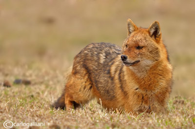 Sciacallo dorato -Golden jackal (Canis aureus) Male 