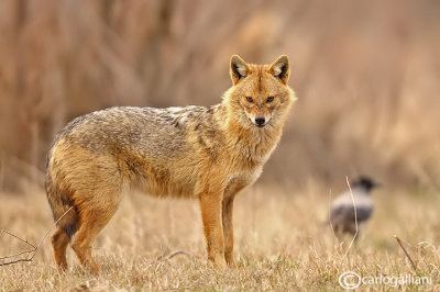 Sciacallo dorato -Golden jackal (Canis aureus) Female