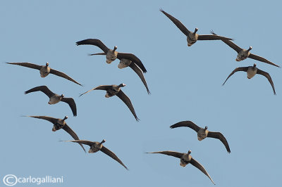 Oca lombardella-Greater White-fronted Goose (Anser albifrons)