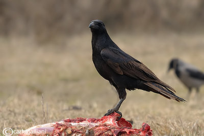 Corvo imperiale- Common Raven (Corvus corax)