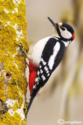 Picchio rosso maggiore-Great Spotted Woodpecker (Dendrocopos major))