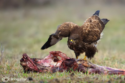 Poiana-Common Buzzard (Buteo buteo)