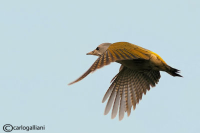 Picchio cenerino Grey-headed Woodpecker(Picus canus)