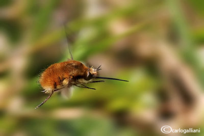 Bombyllus sp.