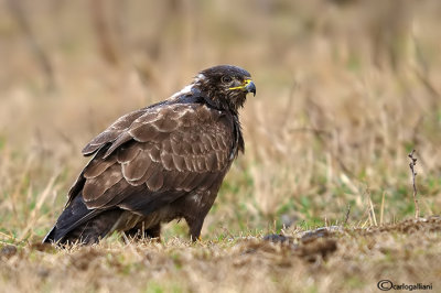 Poiana-Common Buzzard (Buteo buteo)