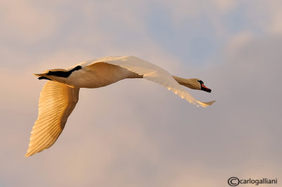 Cigno reale-Mute Swan (Cygnus olor)