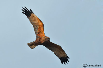 Falco di palude-Western Marsh Harrier (Circus aeruginosus)