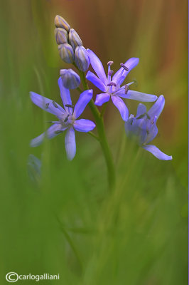 Scilla bifolia