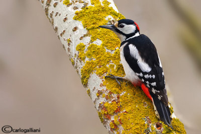 Picchio rosso maggiore-Great Spotted Woodpecker (Dendrocopos major))