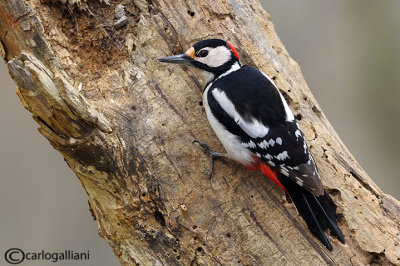 Picchio rosso maggiore-Great Spotted Woodpecker (Dendrocopos major)) 