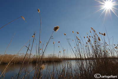 Danube delta