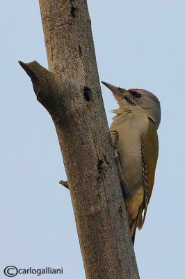 Picchio cenerino Grey-headed Woodpecker(Picus canus)