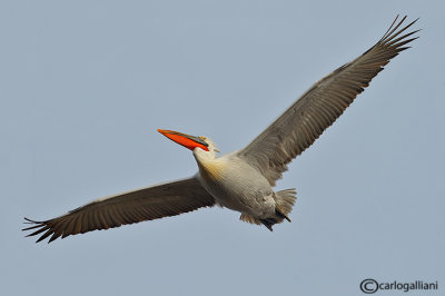 Pellicano riccio- Dalmatian Pelican (Pelecanus crispus)