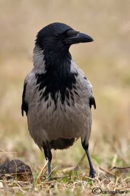 Cornacchia grigia -Hooded Crow (Corvus cornix)