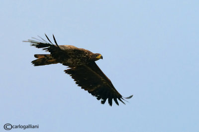 Aquila di mare-White-tailed Eagle (Haliaeetus albicilla)