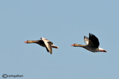 Oca selvatica- Greylag Goose (Anser anser)