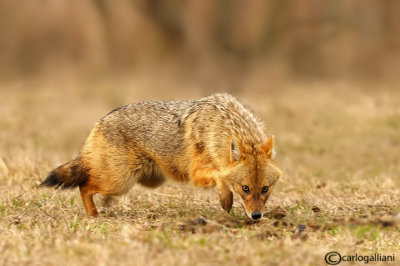 Sciacallo dorato -Golden jackal (Canis aureus) Female 