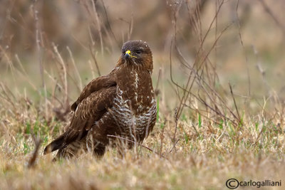 Poiana-Common Buzzard (Buteo buteo)