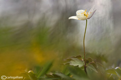 Anemone nemorosa