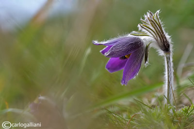 Pulsatilla montana