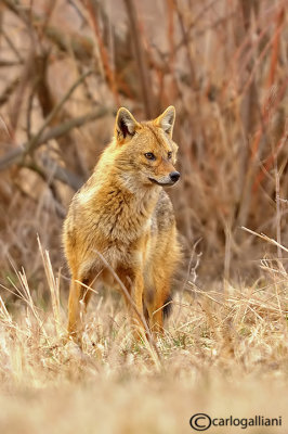 Sciacallo dorato -Golden jackal (Canis aureus) Female 