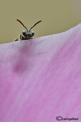 Halictus SP.