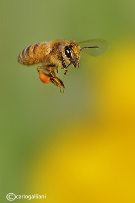 Apis mellifera