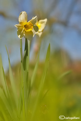Narcissus pseudonarcissus 