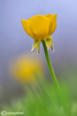 Ranunculus bulbous