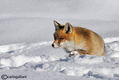 Volpe-Red Fox  (Vulpes vulpes)