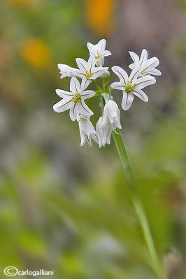 Allium triquetum