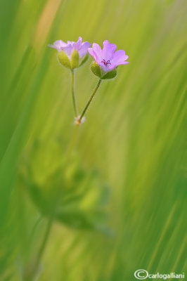 Geranium molle