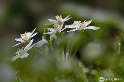 Ornithogalum umbellatum