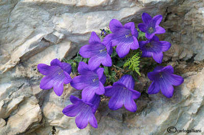 Campanula morettiana