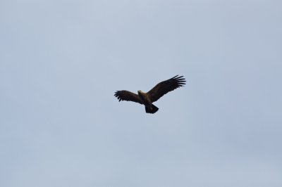 Lesser spotted eagle Budy Bialowieza April 2013.jpg