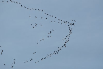 white-fronted geese heading for Russia Bialowieza April 2013.jpg