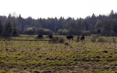European bison 4 males April 2011.jpg