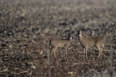 Two white tail deer