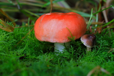 braakrussula