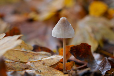 herfstkleuren