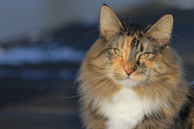 Our Norwegian forest cat