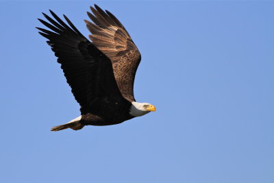 bald eagle