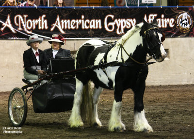 The Cobb version of the Gypsy Vanner