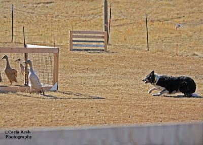 Gypsy Vanner show 566_4pb.jpg