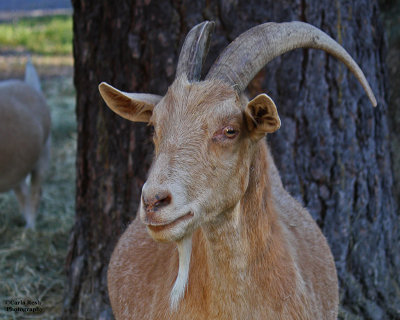 Billy Goat Gruff